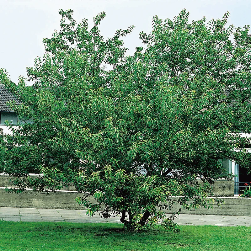 Ginnalalönn, Sol 150-200 Cm, Co/kl 3 Ginnalalönn, Sol 150-200 Cm, Co/kl