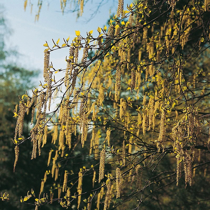 Hassel, Sol 150-200 Cm, Co/kl 3 Hassel, Sol 150-200 Cm, Co/kl