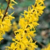 Hybridforsythia 'Lynwood' 2 Hybridforsythia 'Lynwood' -Hot Sale Wexthuset Store solitar buske hybridforsythia lynwood