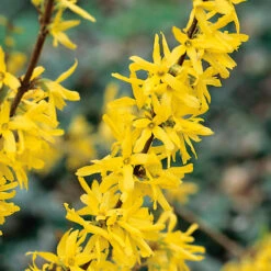 Hybridforsythia 'Lynwood'