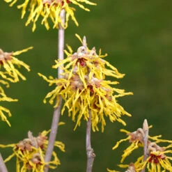 Hybridtrollhassel 'Arnold Promise'