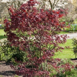 Japansk Lönn 'Bloodgood' -Hot Sale Wexthuset Store solitar buske japansk lonn bloodgood 2