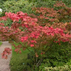 Japansk Lönn 'Osakazuki' -Hot Sale Wexthuset Store solitar buske japansk lonn osakazuki 2