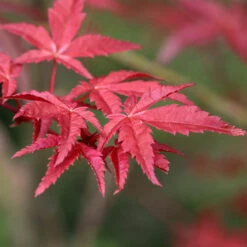 Japansk Lönn 'Osakazuki'