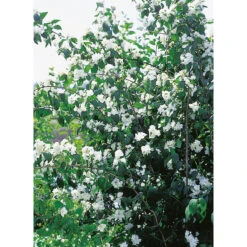 Kameliaschersmin 'Virginal', Sol. 100-125 Co/kl -Hot Sale Wexthuset Store solitar buske kameliaschersmin virginal