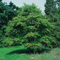 Katsura, Sol 125-150 Cm, Co/kl