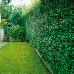 Liguster, Sol 125-150 Cm, Co/kl