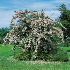 Paradisbuske -Hot Sale Wexthuset Store solitar buske paradisbuske 1