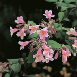 Paradisbuske -Hot Sale Wexthuset Store solitar buske paradisbuske