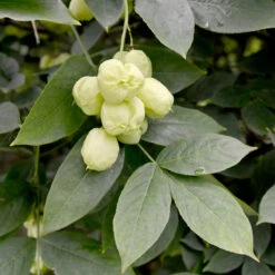 Pimpernöt, Sol 125-150 Co/kl -Hot Sale Wexthuset Store solitar buske pimpernot 2