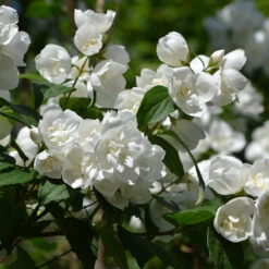 Smultronschersmin 'Mont Blanc'