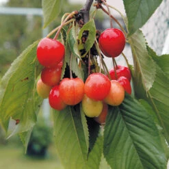 Sötkörsbär 'Allmän Gulröd Bigarrå'