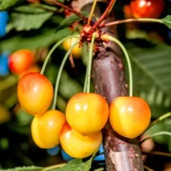 Sötkörsbär 'Büttners Späte Rote K.'
