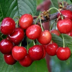 Sötkörsbär 'Gårdebo' - M Uppbindn