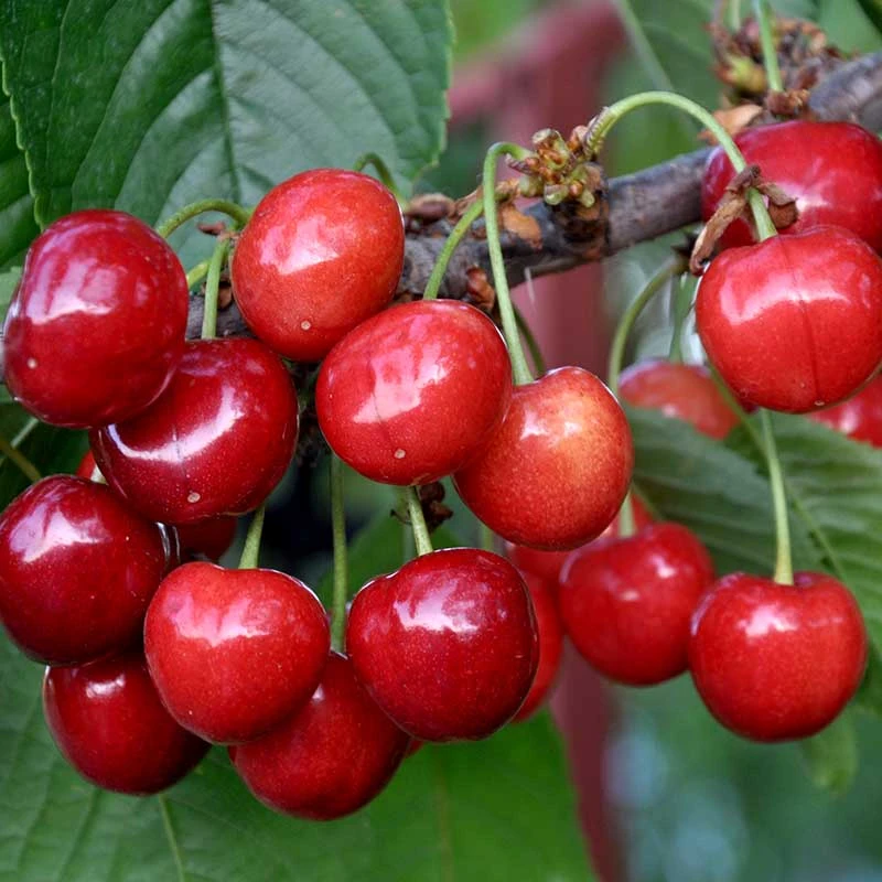 Sötkörsbär 'Gårdebo' 3 Sötkörsbär 'Gårdebo'