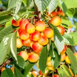 Sötkörsbär 'Heidi' - M Uppbindn
