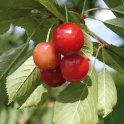Sötkörsbär 'Merton Glory'