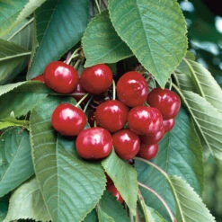 Sötkörsbär 'Stella', Svagväxande