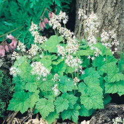 Spetsmössa' Moogrun', 6-pack