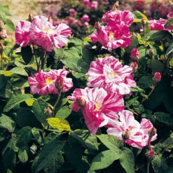 Ros 'Mundi' -Hot Sale Wexthuset Store spracklig buskros mundi