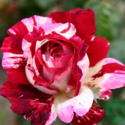 Ros 'Julio Iglesias' -Hot Sale Wexthuset Store spracklig ros julio iglesias