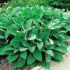 Lammöra 'Big Ears', 6-pack -Hot Sale Wexthuset Store stachys byzantina big ears lammoron