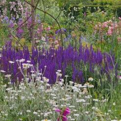 Stäppsalvia 'Caradonna' -Hot Sale Wexthuset Store stappsalvia caradonna i rabatt wh