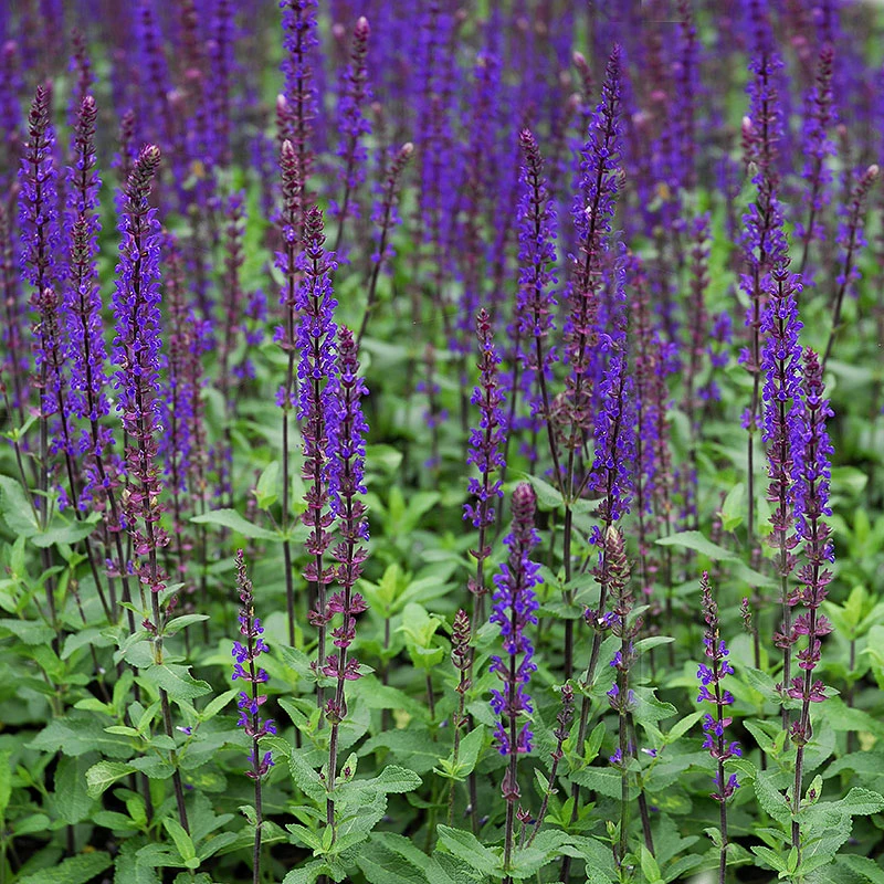 Stäppsalvia 'Caradonna', 6-pack 3 Stäppsalvia 'Caradonna', 6-pack