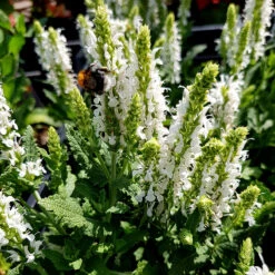 Stäppsalvia 'Schneehugel', 6-pack
