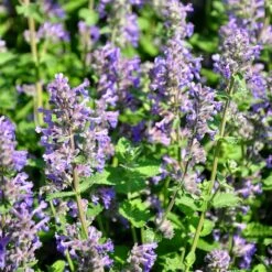 Stenkyndel, 6-pack -Hot Sale Wexthuset Store stenkyndel 2