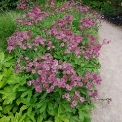 Stjärnflocka 'Roma', 3-pack -Hot Sale Wexthuset Store stjarnflocka roma