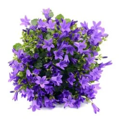 Stjärnklocka "Stella", 6-pack -Hot Sale Wexthuset Store stjarnklocka stella 2