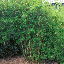 Bergbambu 'Dino', 80-100cm