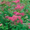 Rosenspirea 10-pack -Hot Sale Wexthuset Store stor rosenspirea spirea japonica froebelii