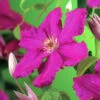 Klematis 'Ernest Markham' -Hot Sale Wexthuset Store storblommig klematis clematis ernest markham