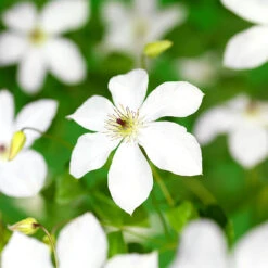 Klematis 'Forever Friends' -Hot Sale Wexthuset Store storblommig klematis forever friends 1