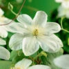 Klematis 'Guernsey Cream' -Hot Sale Wexthuset Store storblommig klematis guernsey cream