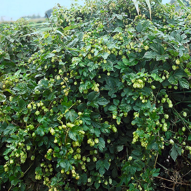 Humle 'Nordbrau' 3 Humle 'Nordbrau'