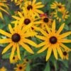 Strålrudbeckia 'Goldtrum', 6-pack -Hot Sale Wexthuset Store stralrudbeckia goldtrum
