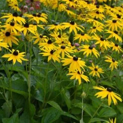 Strålrudbeckia 'Goldtrum', 6-pack -Hot Sale Wexthuset Store stralrudbeckia goldtrum 2