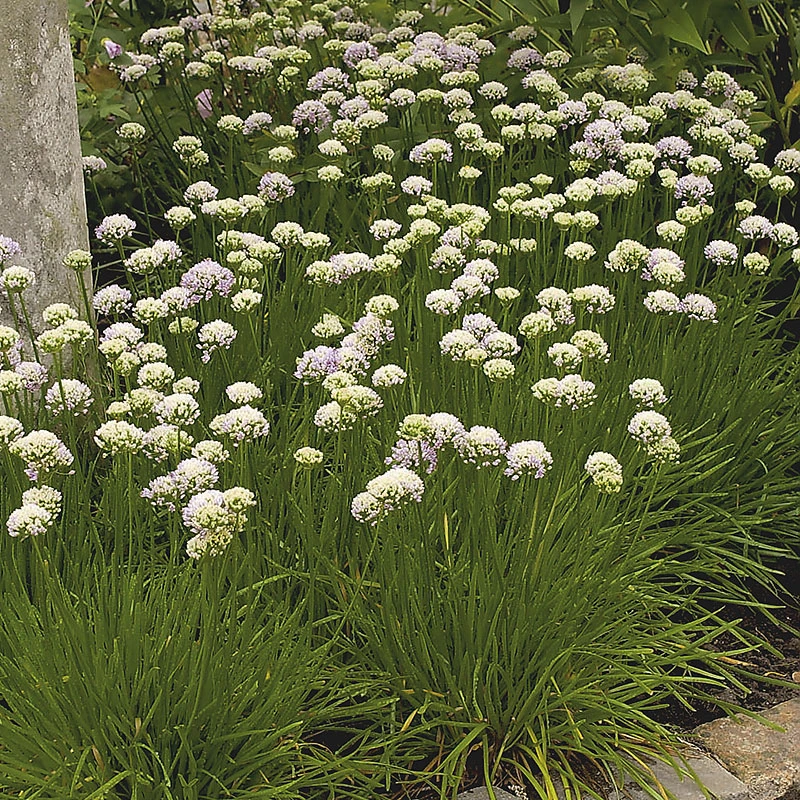 Strandtrift 'Alba', 6-pack 3 Strandtrift 'Alba', 6-pack