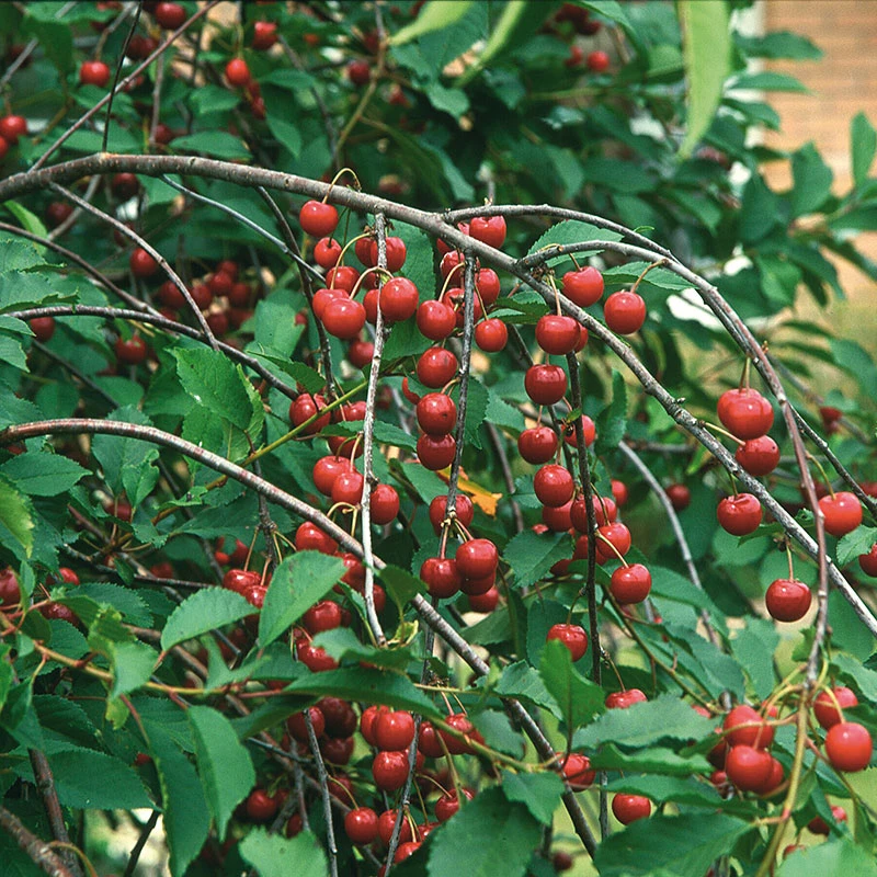 Surkörsbär, Skuggmorell 3 Surkörsbär, Skuggmorell