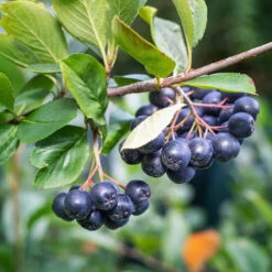 Svartaronia 'Hugin' 10-pack -Hot Sale Wexthuset Store svart aronia aronia melanocarpa hugin 1