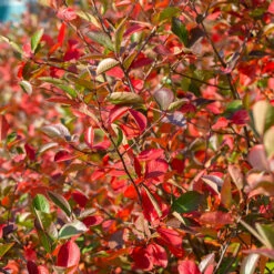 Svartaronia 'Hugin' 10-pack -Hot Sale Wexthuset Store svart aronia aronia melanocarpa hugin 2