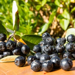 Slånaronia 'Elata' 10-pack -Hot Sale Wexthuset Store svart aronia prunofolia 2