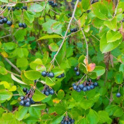 Slånaronia 'Elata' 10-pack -Hot Sale Wexthuset Store svart aronia prunofolia bar