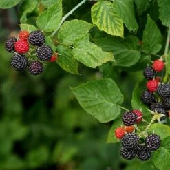 Svarthallon 'Black Jewel', 1-pack -Hot Sale Wexthuset Store svart hallon black jewel 2 2