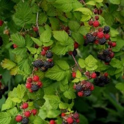 Svarthallon 'Black Jewel', 10-pack -Hot Sale Wexthuset Store svart hallon black jewel 3