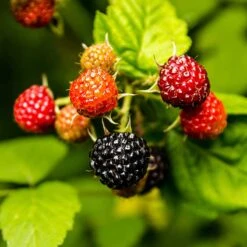 Svart Hallon 'Black Jewel', 3-pack