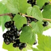 Svarta Vinbär 'Storklas'